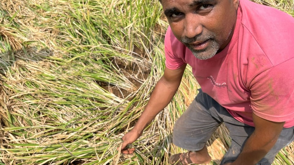 Reisbauer Sudhir Sudhakar Mamunkar
