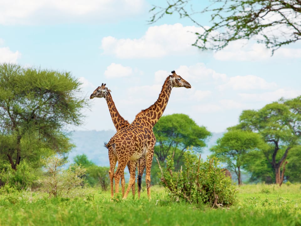 Zwei Giraffen stehen auf einer Wiese, umgeben von Bäumen