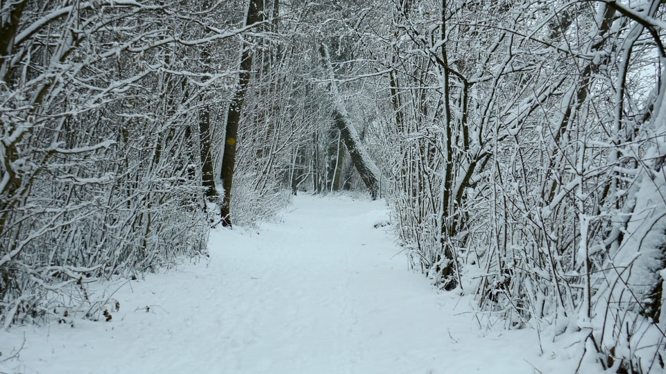 Verschneiter Wald in Erlach.