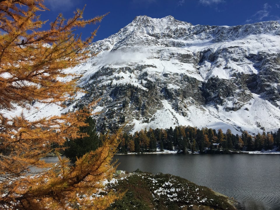 Im Vordergrund eine Lärche mit ihren gelben Nadeln. Im Hintergrund liegt ein Bergsee und eine verschneite Bergflanke.