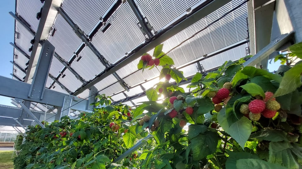 Himbeeren, die mit Solarpanels überdacht sind.