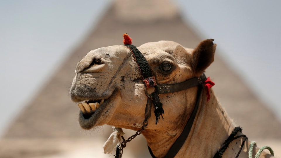 Die Tourismusbranche in Ägypten erholt sich
