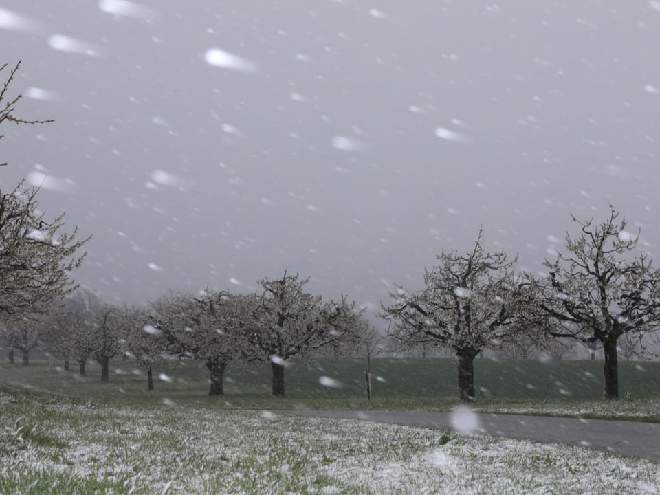 Wiese mit Kirschbäumen, die dem Schneetreiben trotzen.