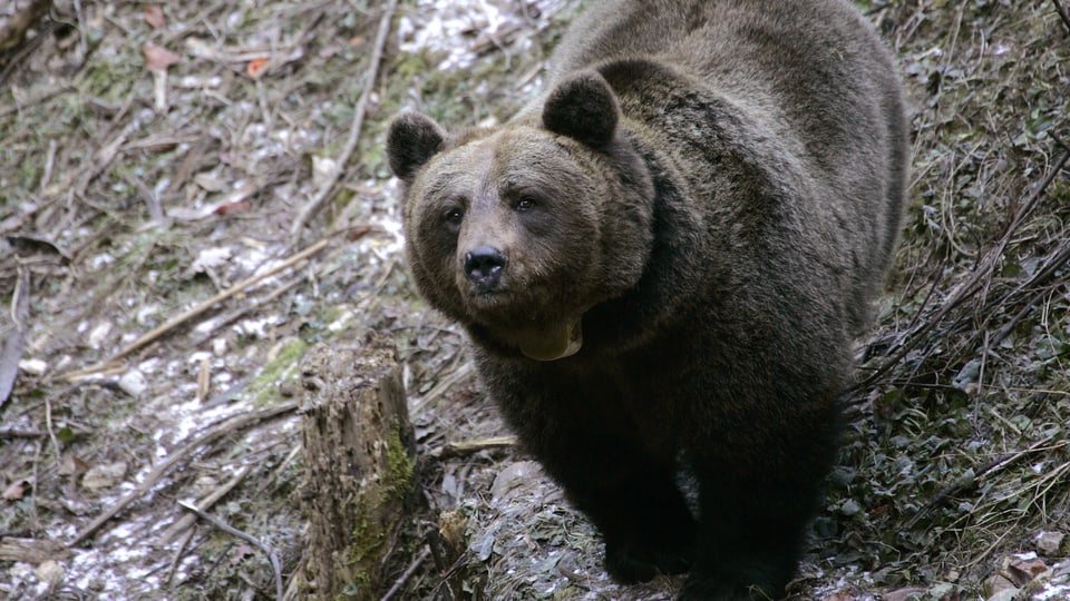 Ein Braunbär
