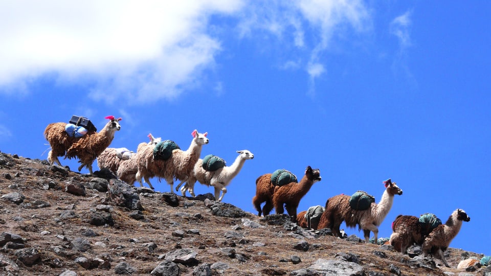 Auf einem Felsgrat laufen vor blauem Himmel einige Lamas.