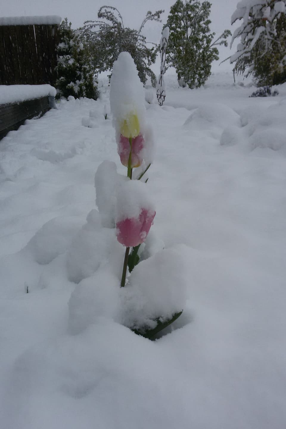 Tulpe im Schnee.