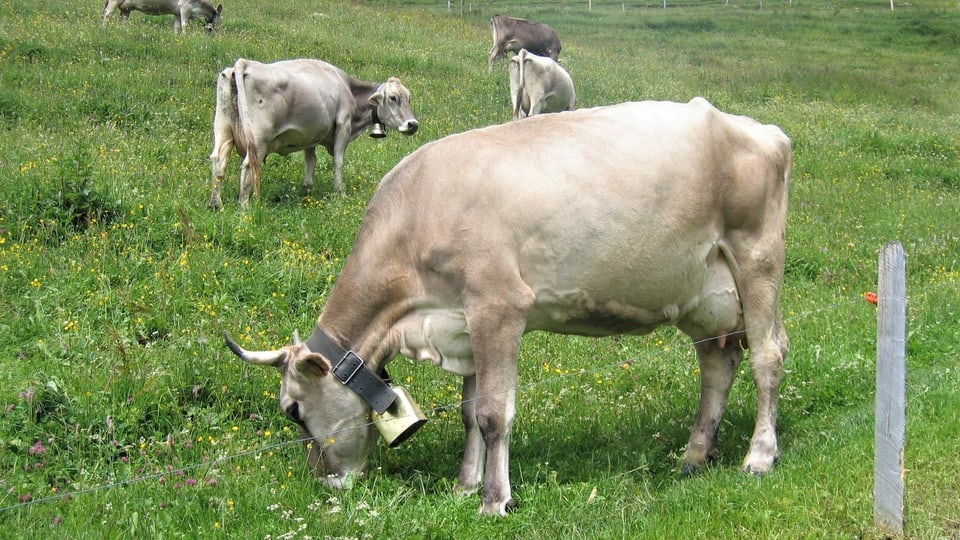 Weidende Kühe auf der Alp Bleiki ob Niederrickenbach am Buochserhorn in der Innerschweiz.