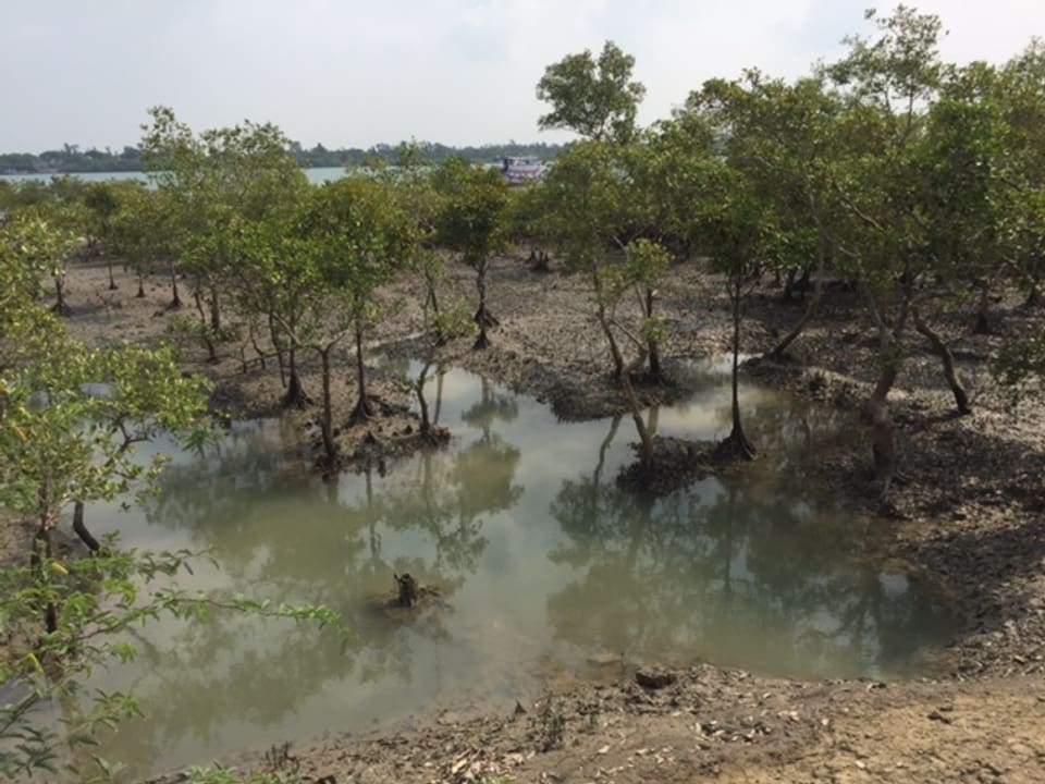 Mangrovenwälder.