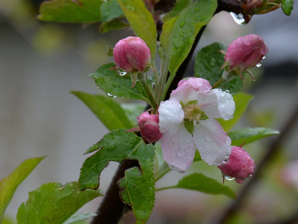 Ast eines Baumes mit rosa Blüten und grünen Blättern. Daran kleben Regentropfen. 