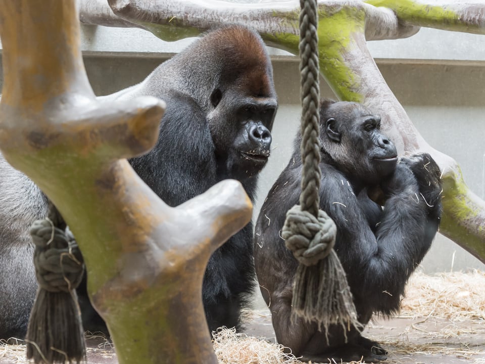 Gorilla M'Tongé mit Weibchen Quarta im Gehege des Basler Zoos.