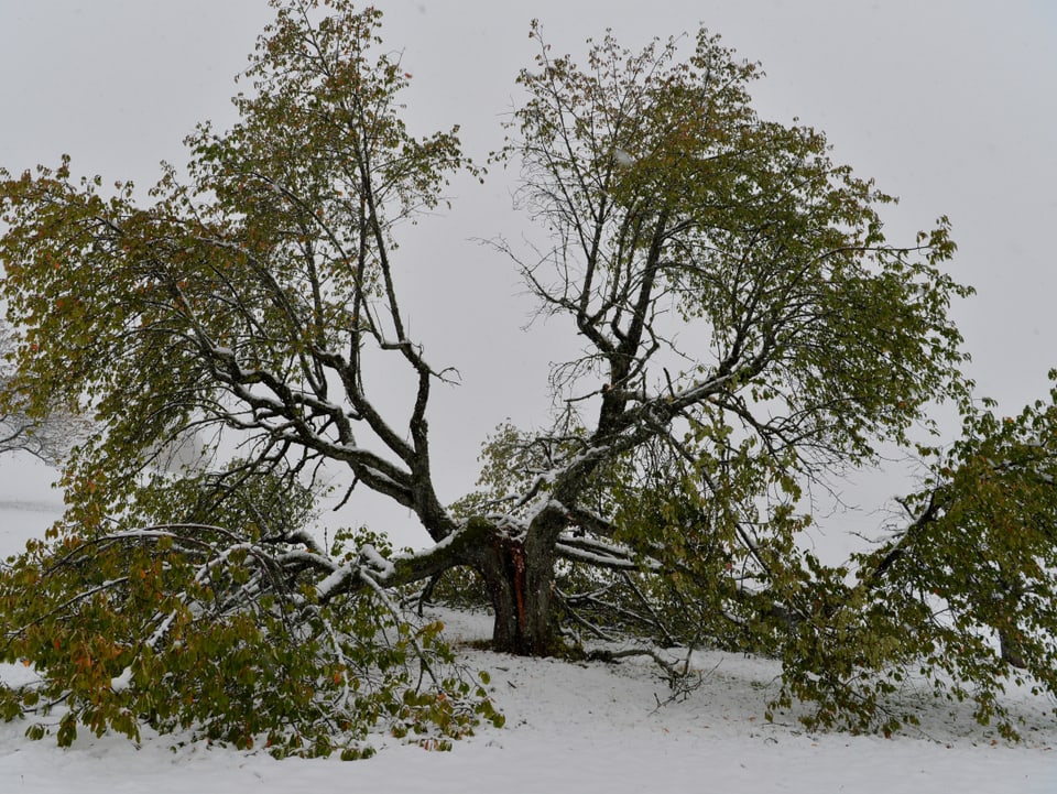 Baum im Schnee mit abgebrochenen Ästen.