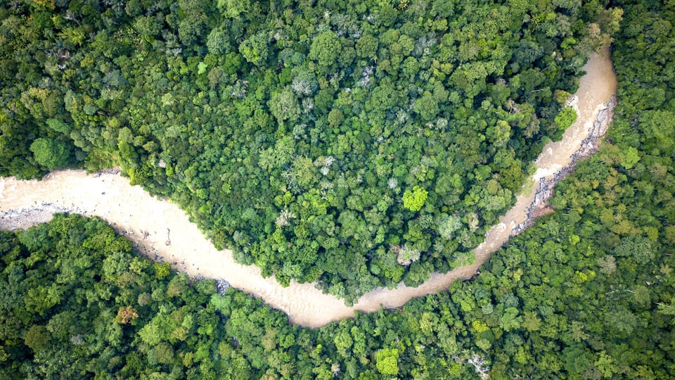Aufnahme aus der Vogelperspektive: Ein Fluss fliesst durch grünes Dickicht des Regenwaldes. 