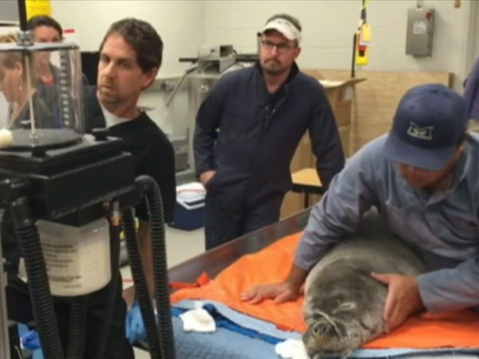 Ein mehrköpfiges Veterinär-Team kümmerte sich um die verletzte Hawaii-Möchsrobbe. (NOAA Fisheries)