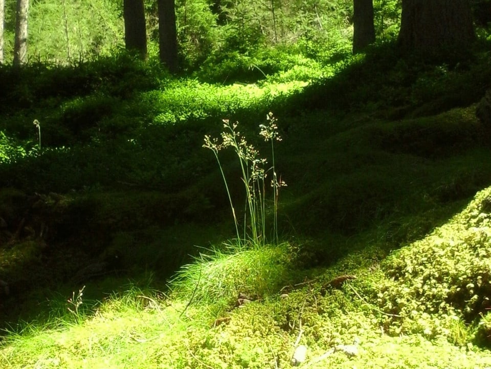 Gräser im Wald von Sonnenlicht beschienen