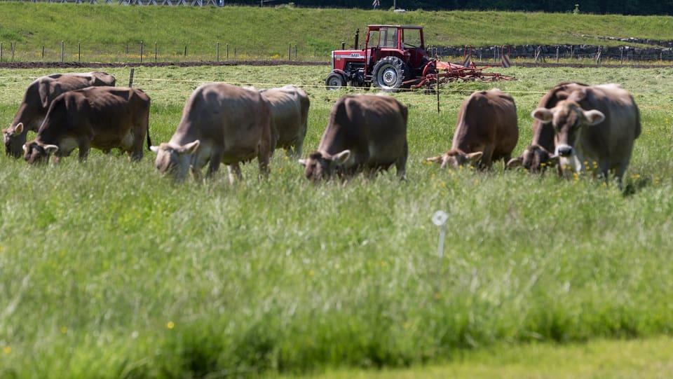 Auch Bio-Bauern halten hornlose Kühe