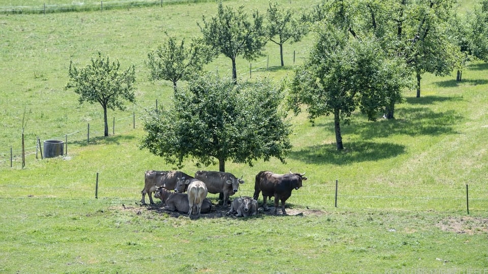 Hitze in der Schweiz