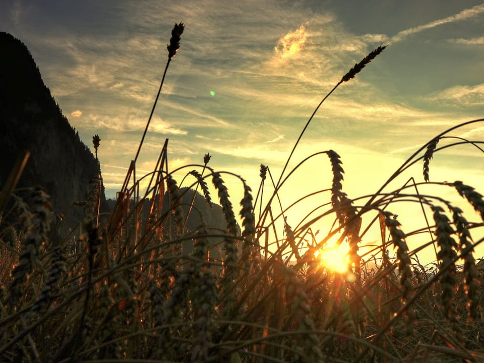 Die Sonne geht hinter einem Weizenfeld unter.