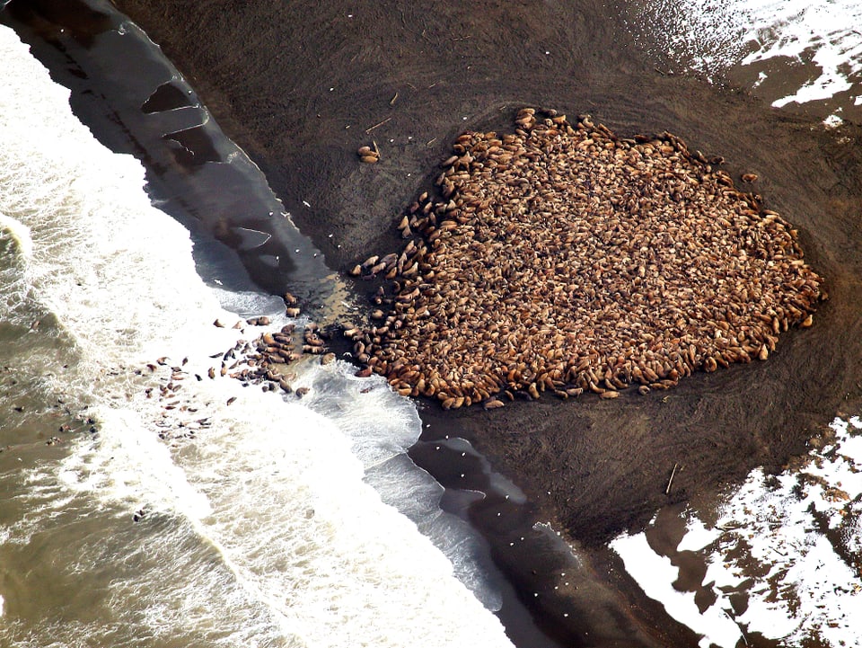 Luftaufnahme der Walrosse am Strand.