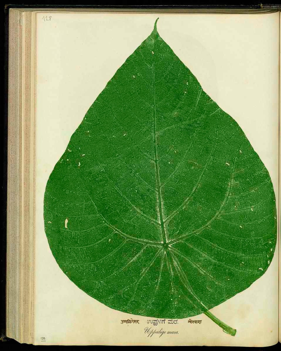 Ein grosses, grünes Blatt auf eine Buchseite gedruckt. 