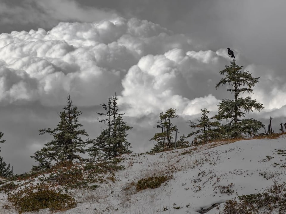 Leicht verschneite Wiese, dahinter Cumulus-Wolke, Tanne mit Birkhahn.