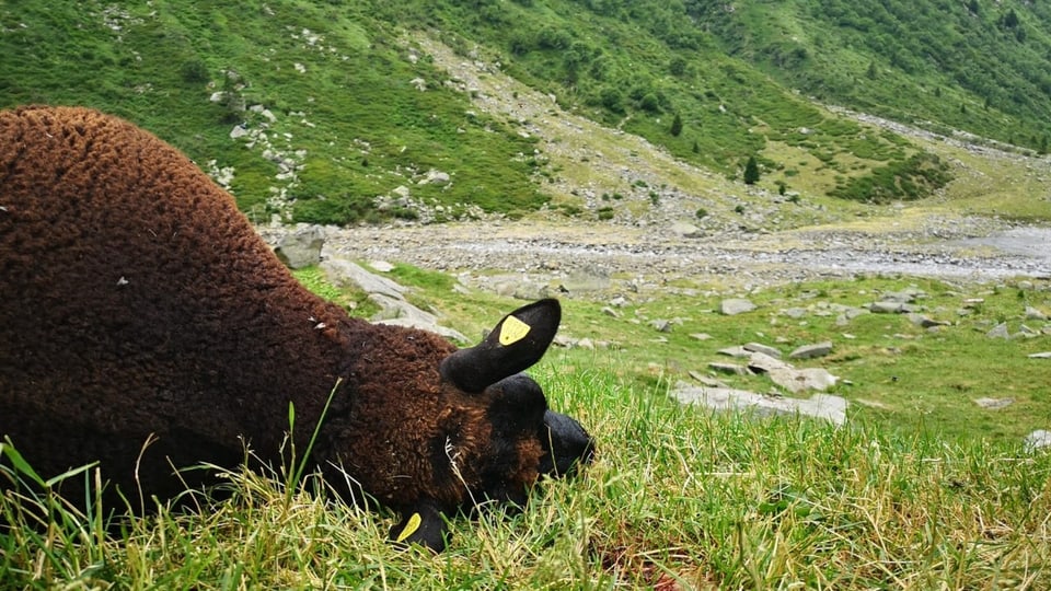 Totes Schaf im Val Cristallina.