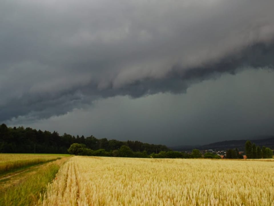 Gewitterfront über Getreidefeld