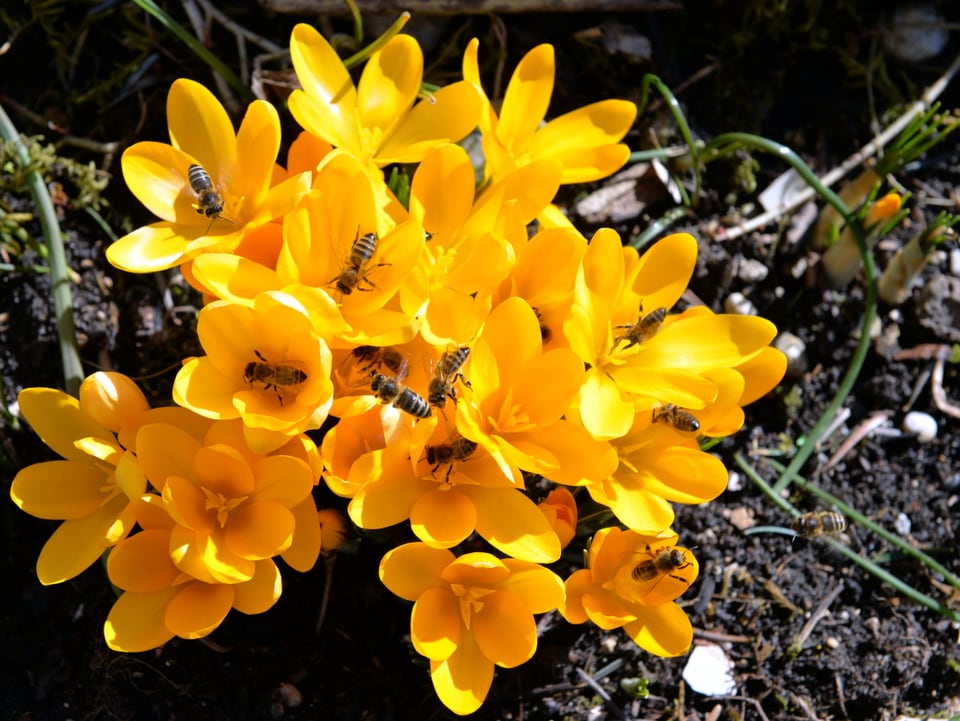 Gelbe Blumen mit einigen Bienen, die sich in den Blüten tummeln. 