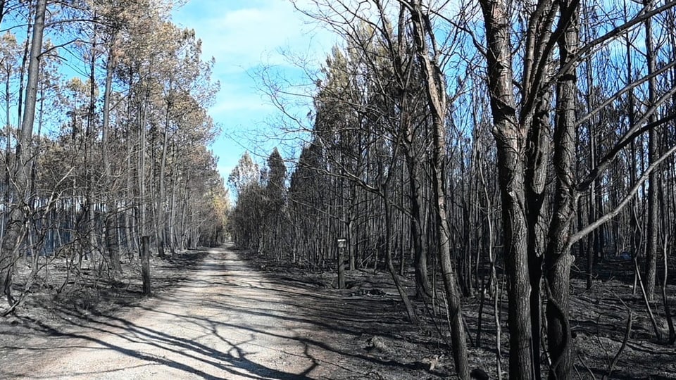 Verbranntes Waldstück in der Gironde
