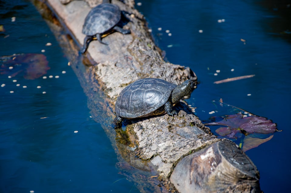 Zwei Schildkröten sitzen auf einem Baumstrunk im Wasser