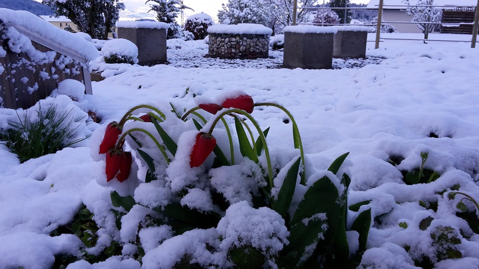 Tulpen und Grillstelle im Schnee.