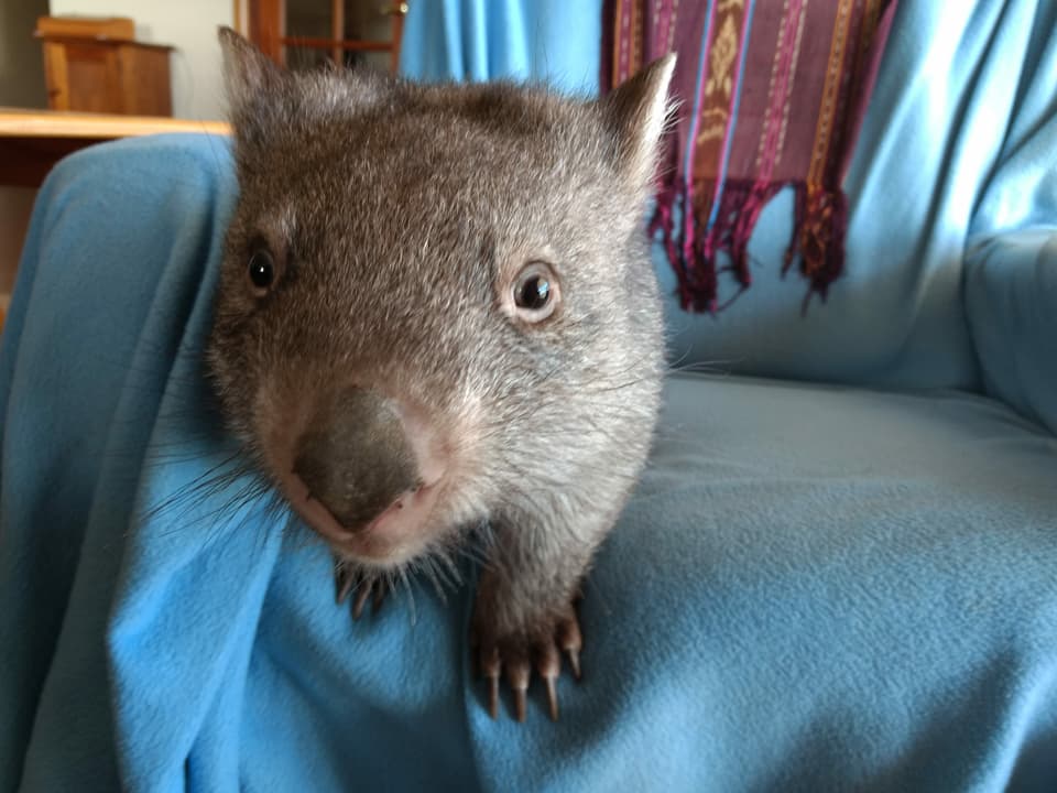 Wombat Ellie