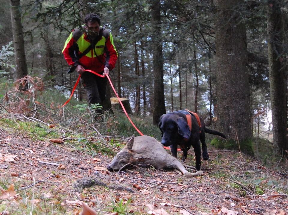 Wildhüter und Diensthund finden verletztes Reh im Wald