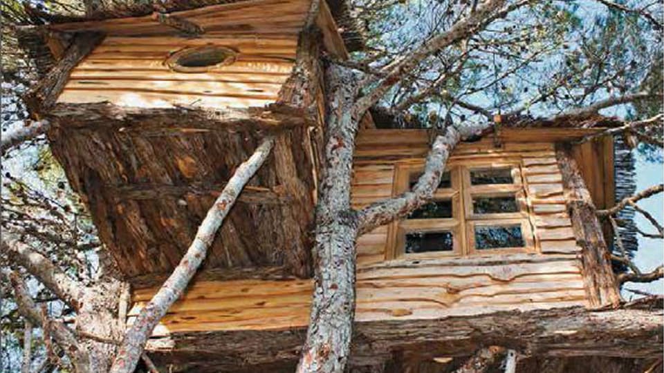 Holzhaus aus Zedernholz in einer Aleppokiefer. 
