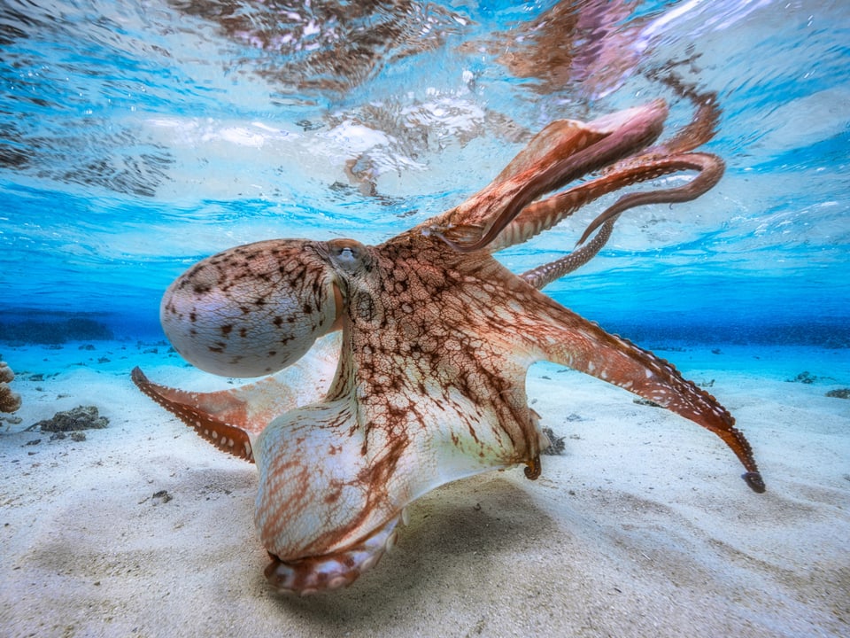 Ein Oktopus auf dem Meeresgrund.