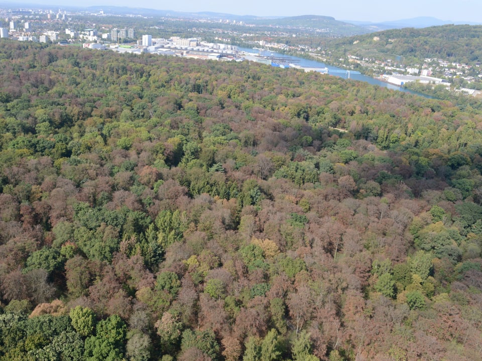 Wald von oben, im Hintergrund Rhein