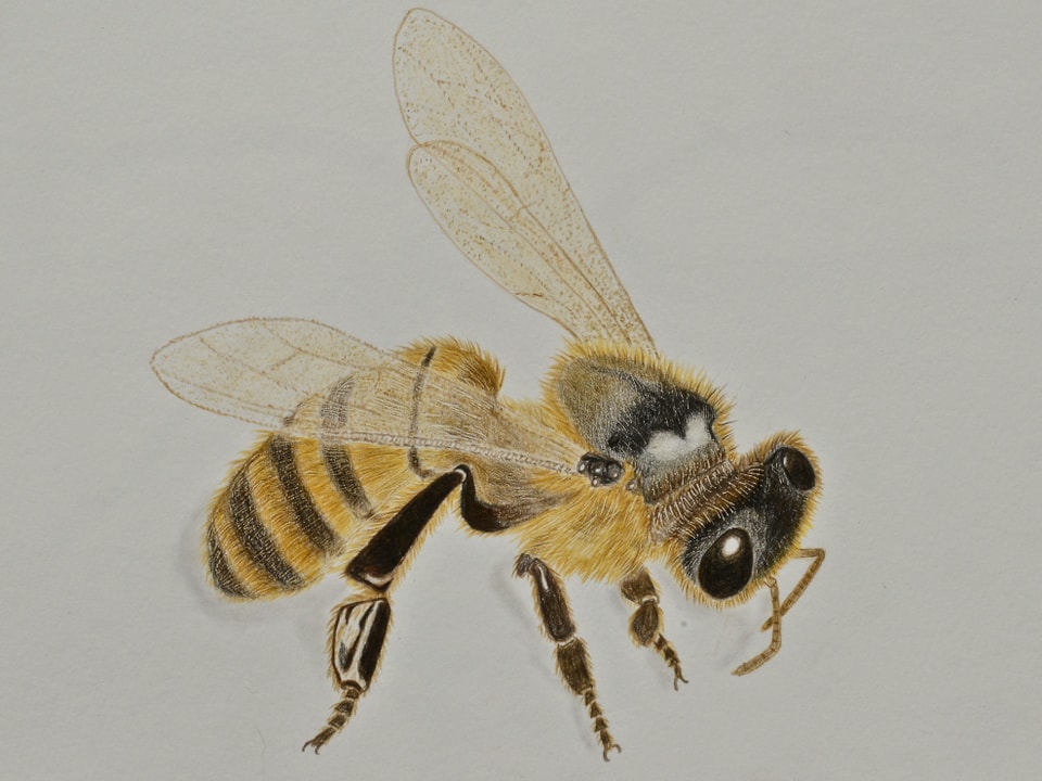 gezeichnete Honigbiene