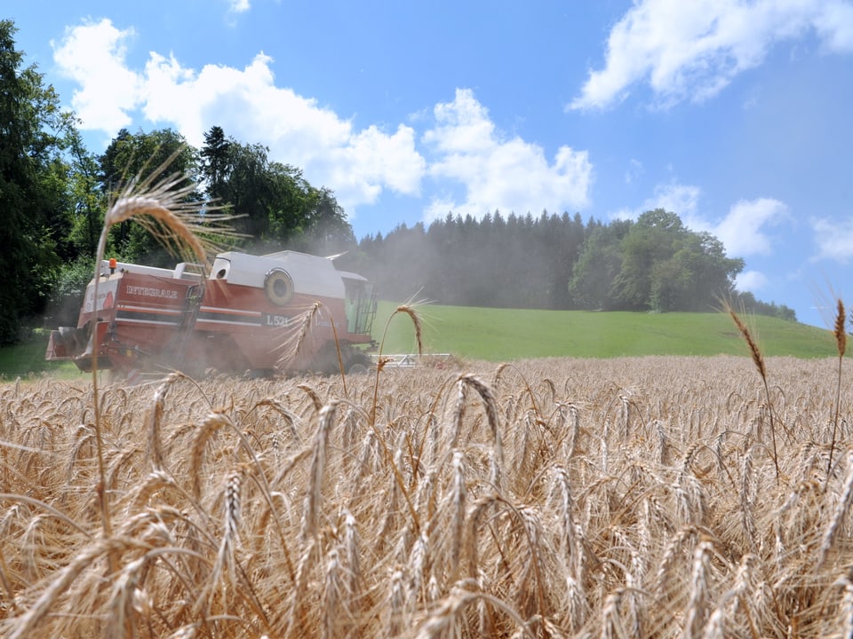 Erntefahrzeuge bringen das Getreide eine, in Bretzwi l- Baselland.