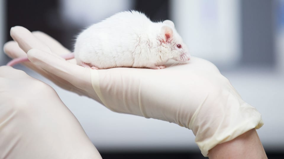 Eine weisse Maus sitzt auf einer Hand mit Medizinhandschuh.
