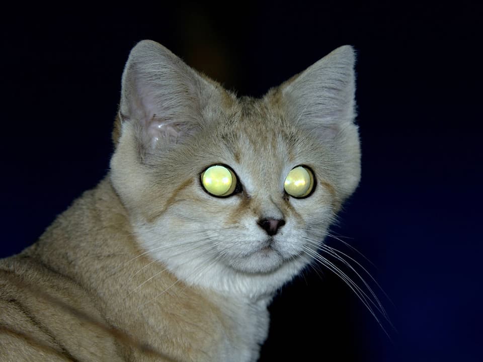 Kopf einer getigerten Katze in der Dunkelheit mit leuchtenden Augen