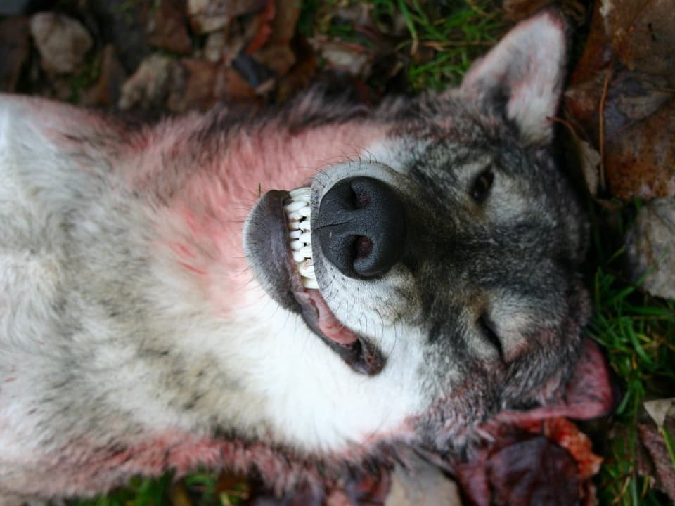 Nahaufnahme vom Kopf eines geschossenen Wolfes