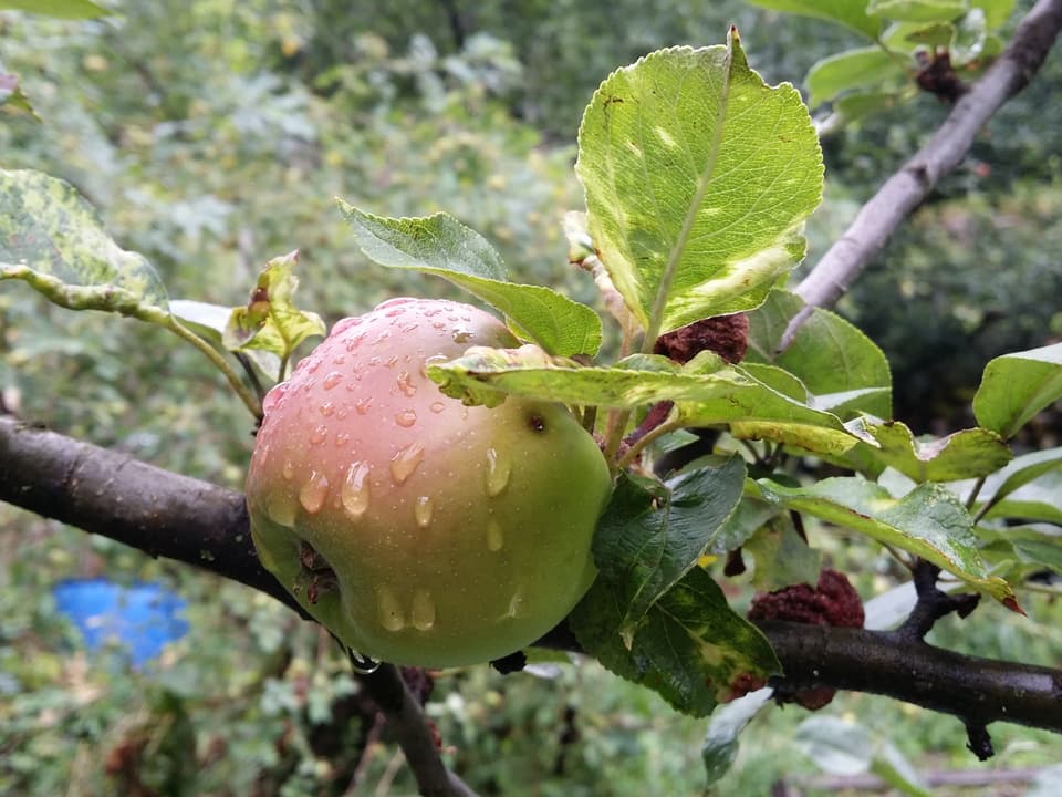 Ein Apfel hängt an einem Baum. Regentropfen perlen ab.