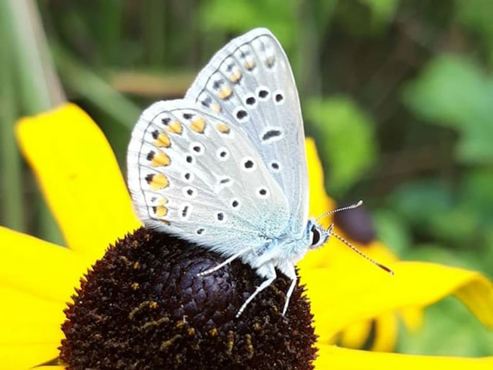 Schmetterling sitzt auf einem Blütenkopf