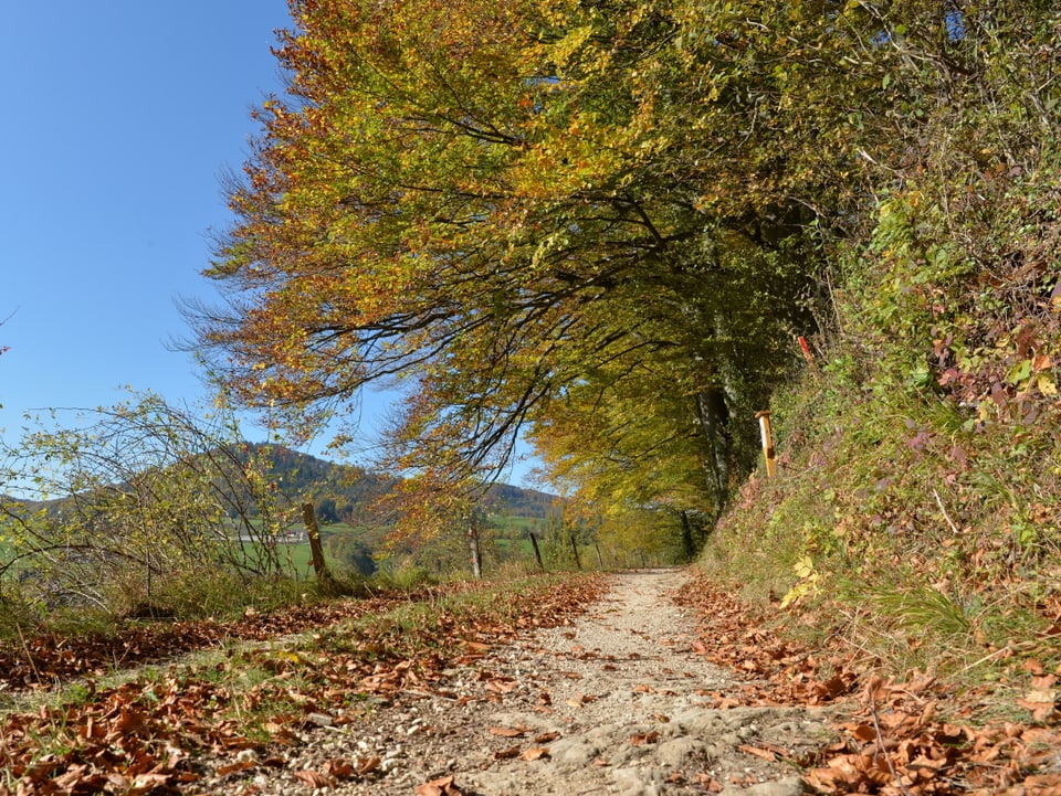 Weg mit Herbstlaub in Hügellandschaft