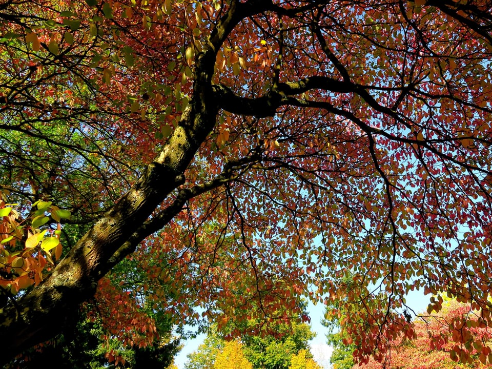 Farbige Blätter im Baum