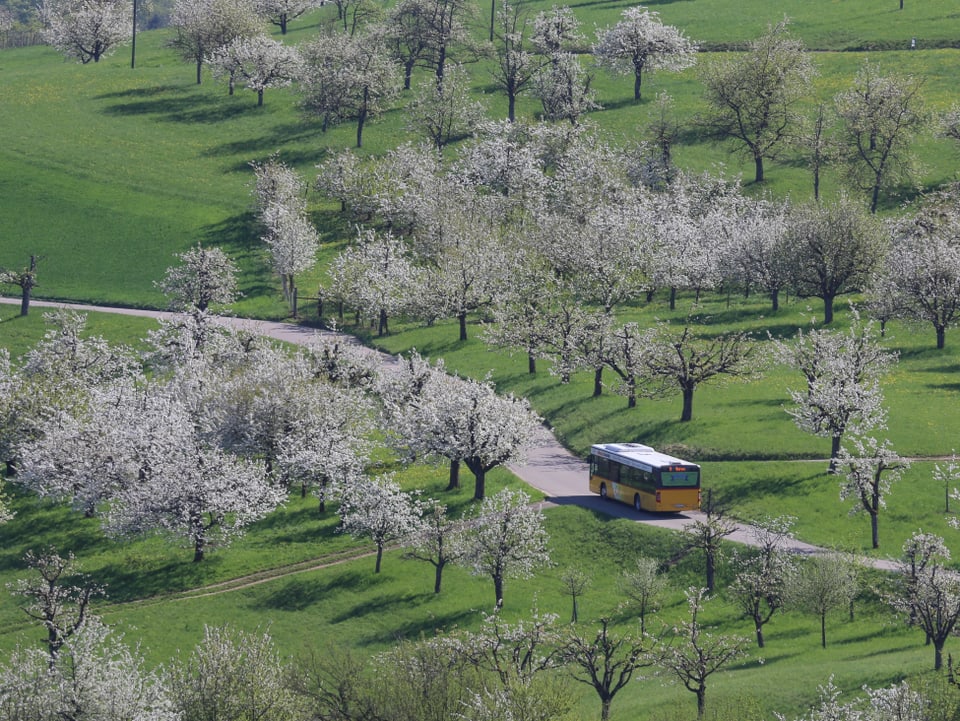 Postauto zwischen blühenden Kirschbäumen.
