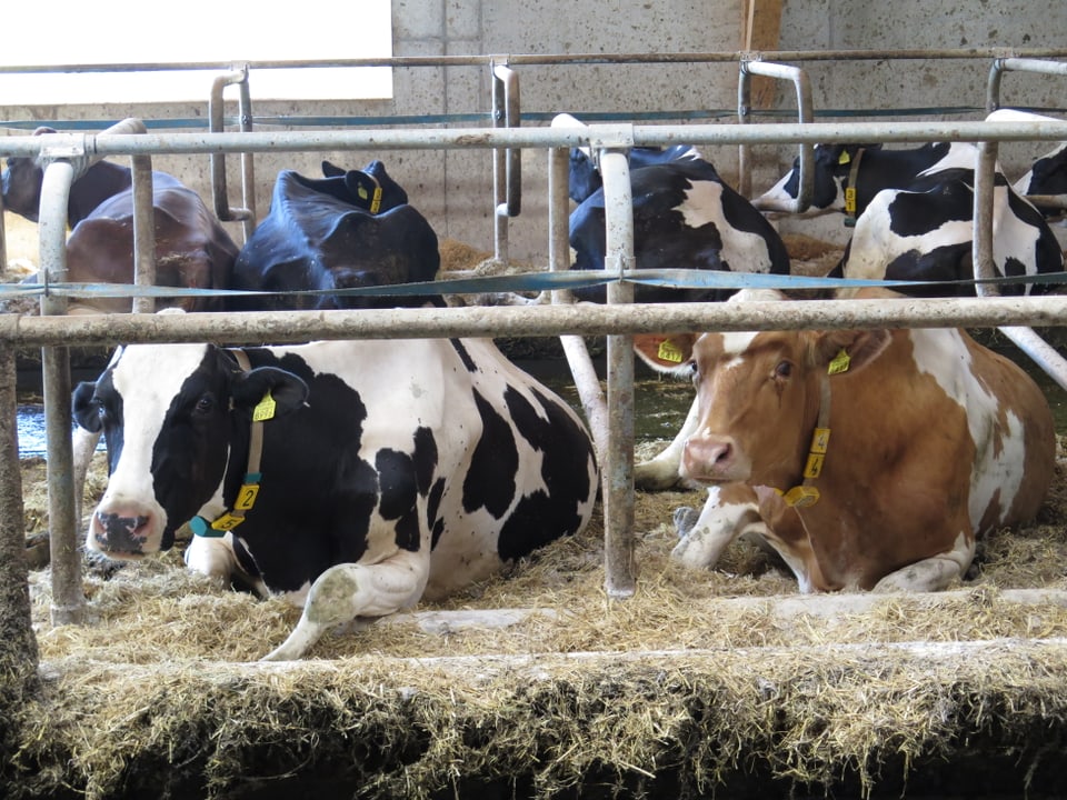 Kühe liegen in einem Stall