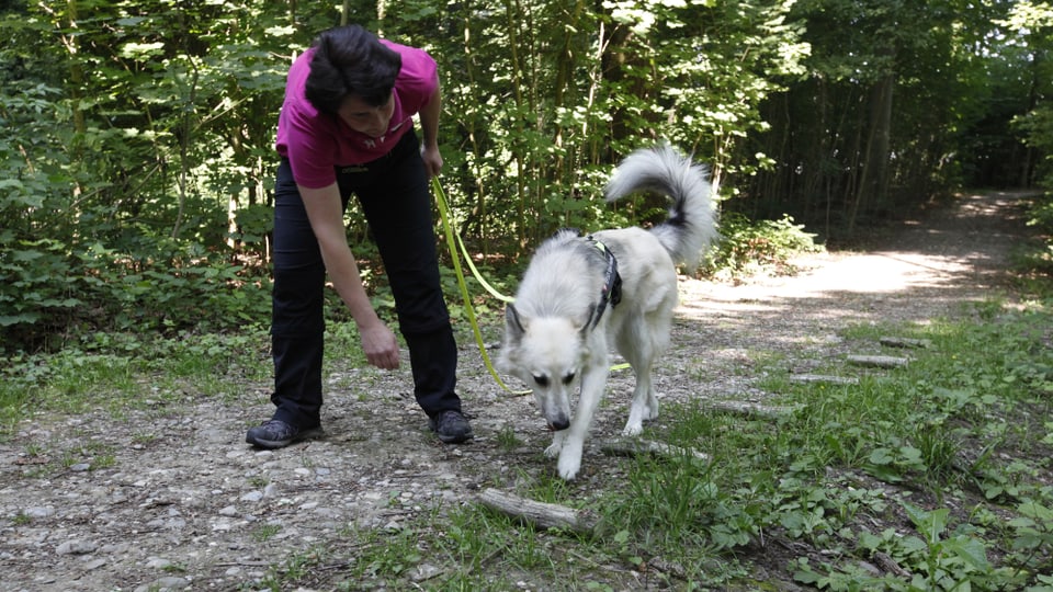 Hund schnuppert an Holz