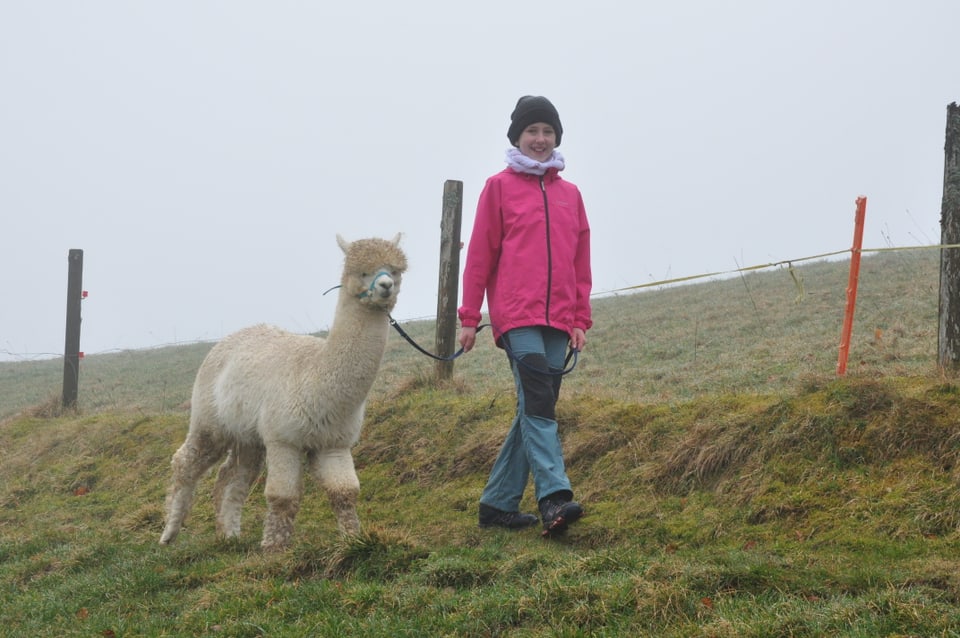 Amy (12) führt ein kleines, weisses Alpaka am Strick aus.