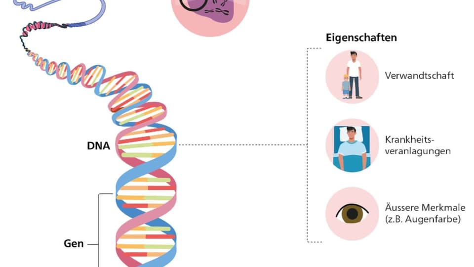 Boomende Gentests Der Bund warnt vor «GenChecks» aus dem