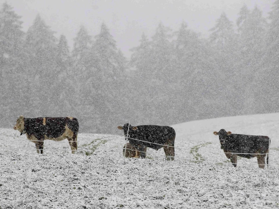 Kühe bei Schneefall auf einer Weide